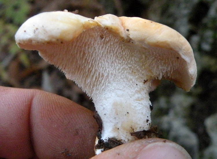 Hydnum repandum e....